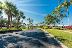 Palms trees